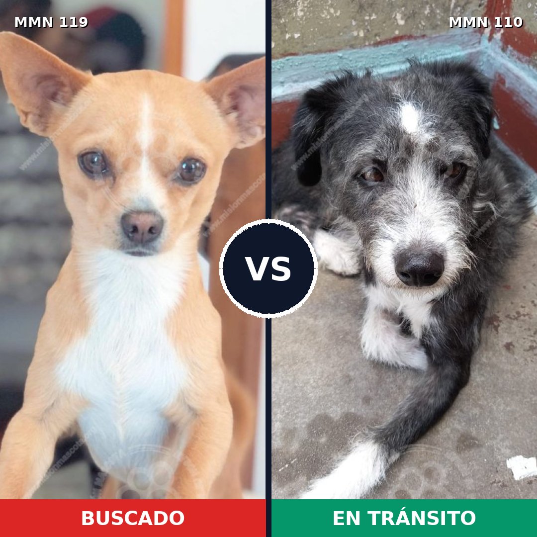 Comparativa MMS 2954: mascota perdida y mascota encontrada, 27% de similitud