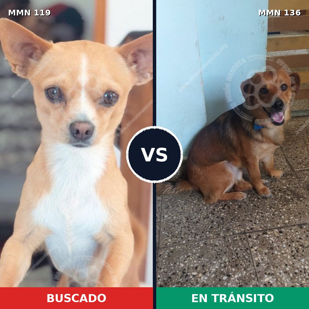 Comparativa MMS 2955: mascota perdida y mascota encontrada, 8% de similitud