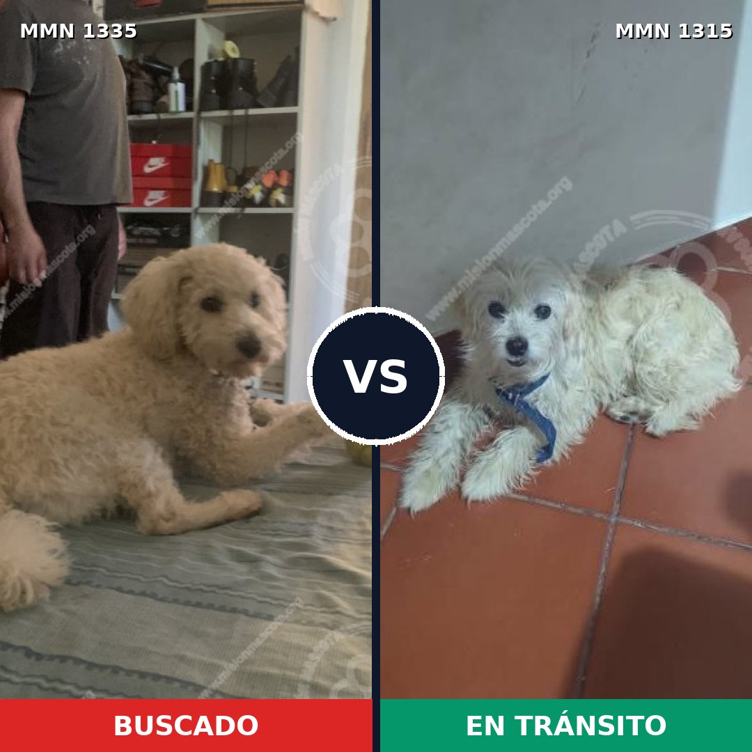 Comparativa MMS 29557: mascota perdida y mascota encontrada, 53% de similitud