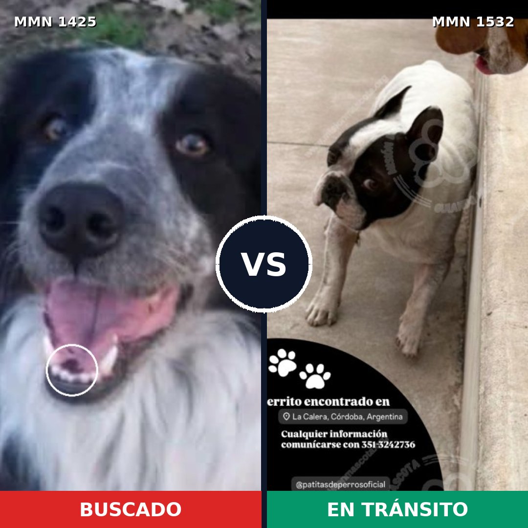 Comparativa MMS 29558: mascota perdida y mascota encontrada, 32% de similitud