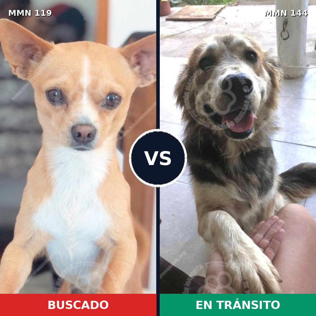 Comparativa MMS 2956: mascota perdida y mascota encontrada, 11% de similitud
