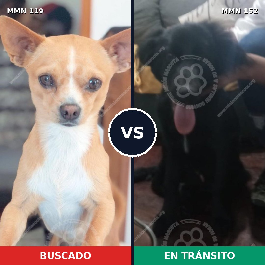 Comparativa MMS 2957: mascota perdida y mascota encontrada, 8% de similitud