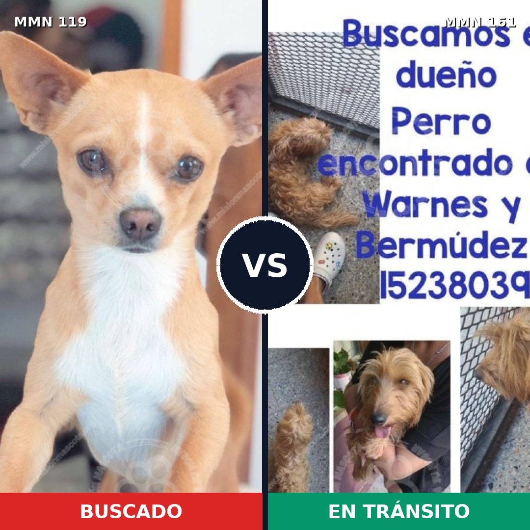 Comparativa MMS 2958: mascota perdida y mascota encontrada, 26% de similitud