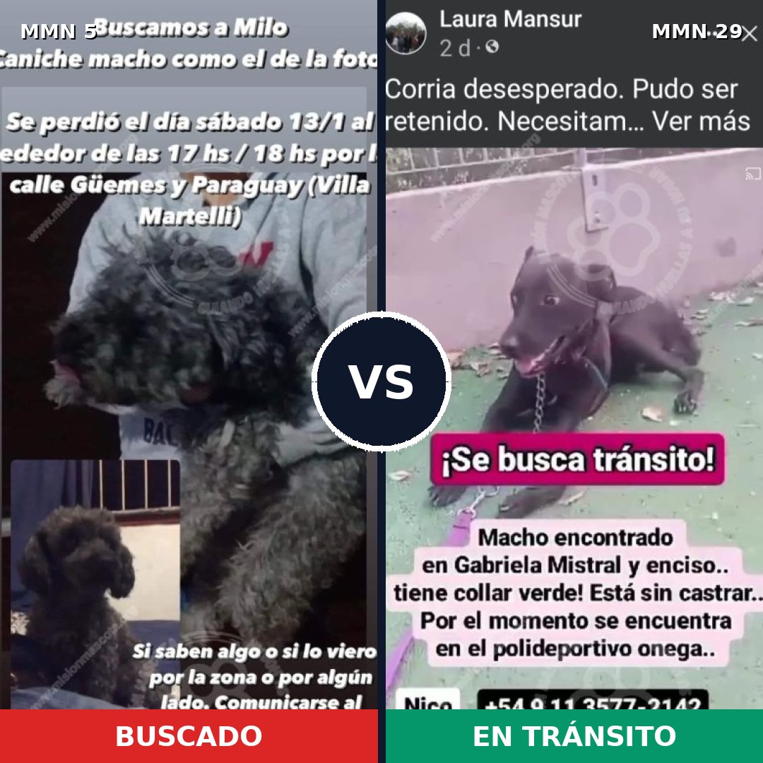 Comparativa MMS 296: mascota perdida y mascota encontrada, 36% de similitud