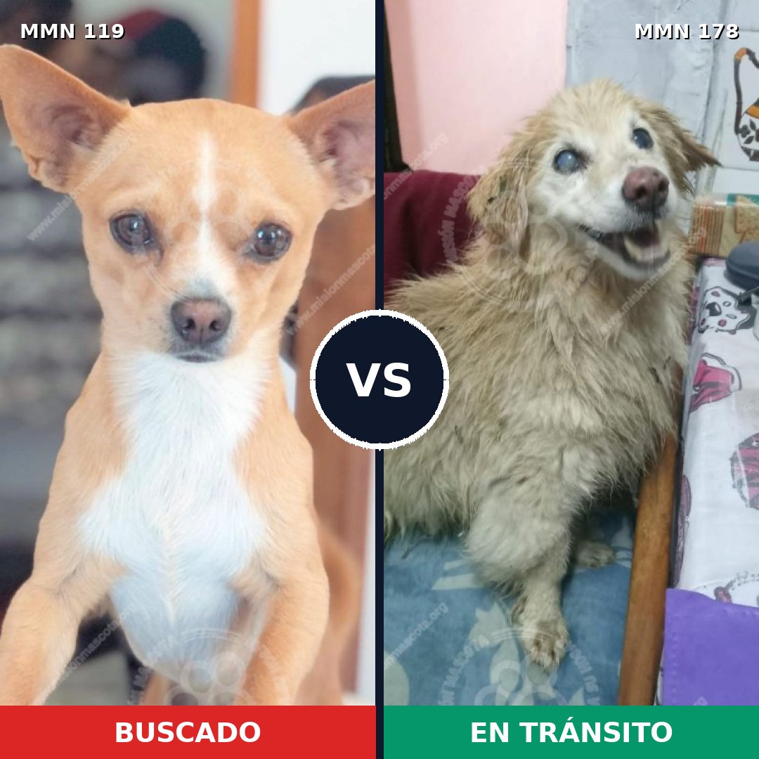 Comparativa MMS 2962: mascota perdida y mascota encontrada, 31% de similitud
