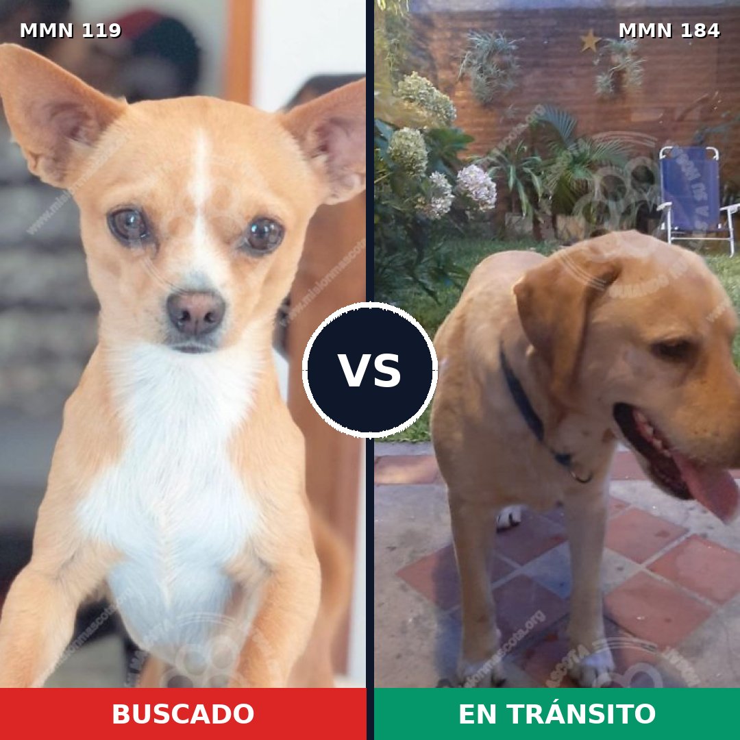 Comparativa MMS 2963: mascota perdida y mascota encontrada, 37% de similitud