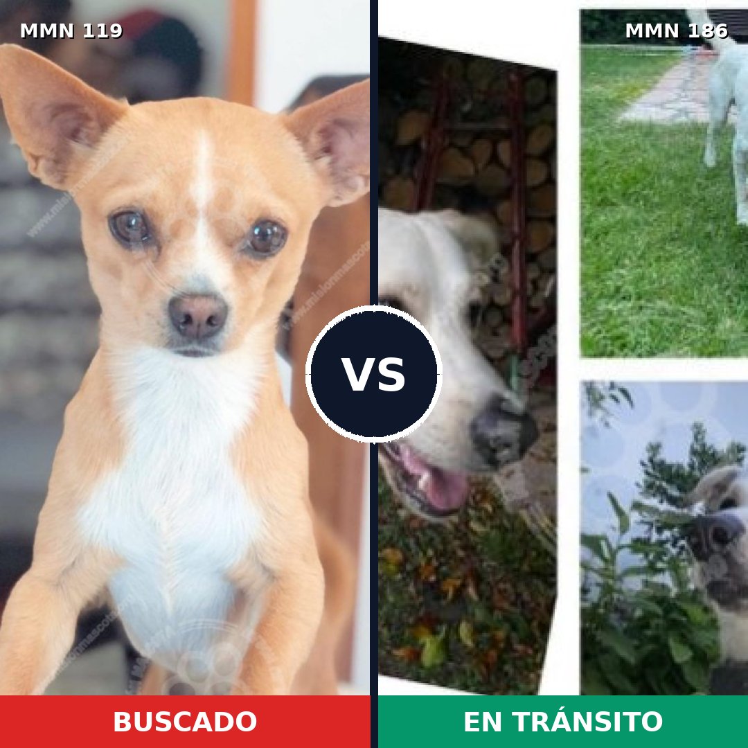 Comparativa MMS 2964: mascota perdida y mascota encontrada, 68% de similitud