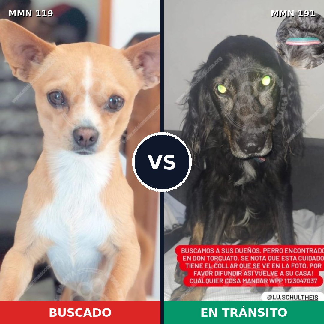Comparativa MMS 2965: mascota perdida y mascota encontrada, 27% de similitud