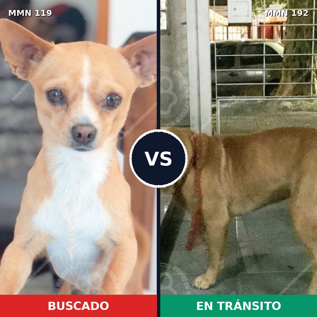 Comparativa MMS 2966: mascota perdida y mascota encontrada, 8% de similitud