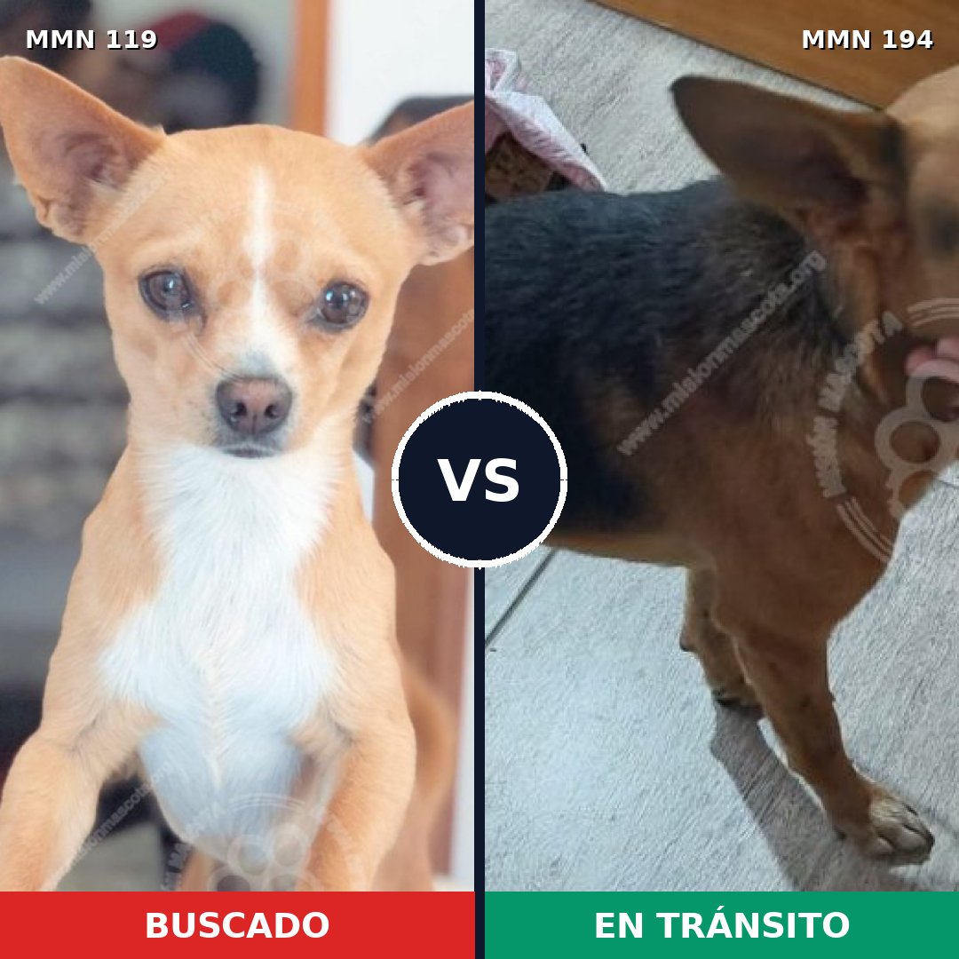 Comparativa MMS 2967: mascota perdida y mascota encontrada, 12% de similitud