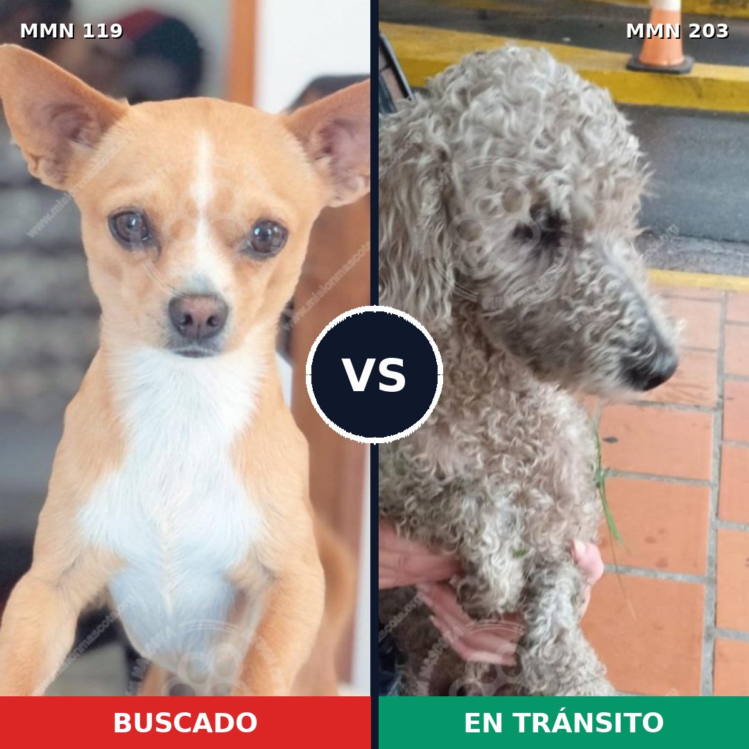 Comparativa MMS 2968: mascota perdida y mascota encontrada, 64% de similitud
