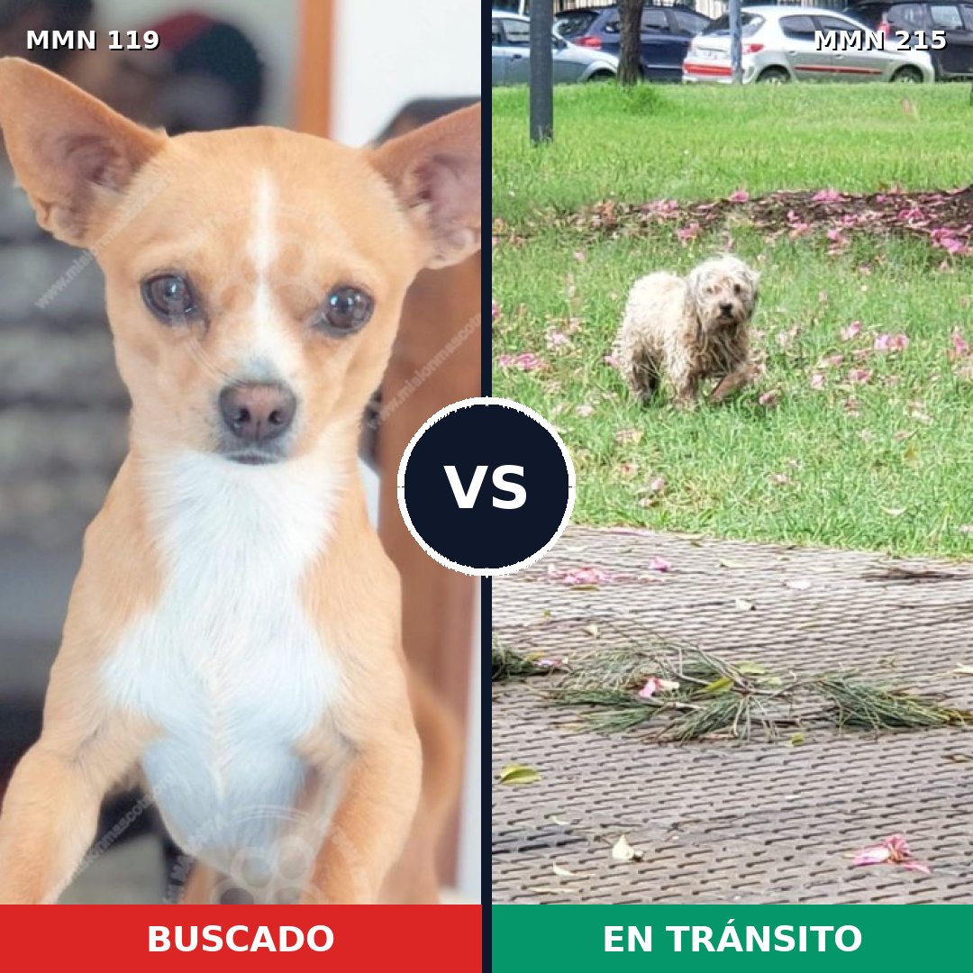 Comparativa MMS 2969: mascota perdida y mascota encontrada, 71% de similitud