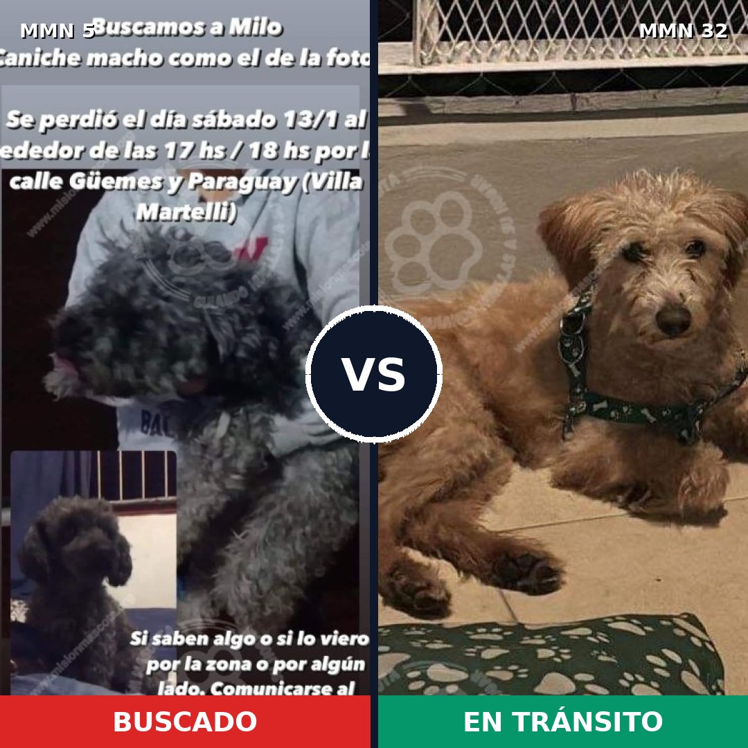 Comparativa MMS 297: mascota perdida y mascota encontrada, 29% de similitud