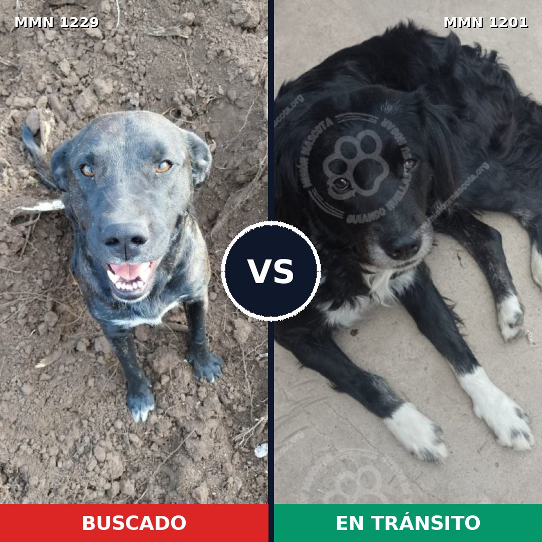 Comparativa MMS 29707: mascota perdida y mascota encontrada, 55% de similitud