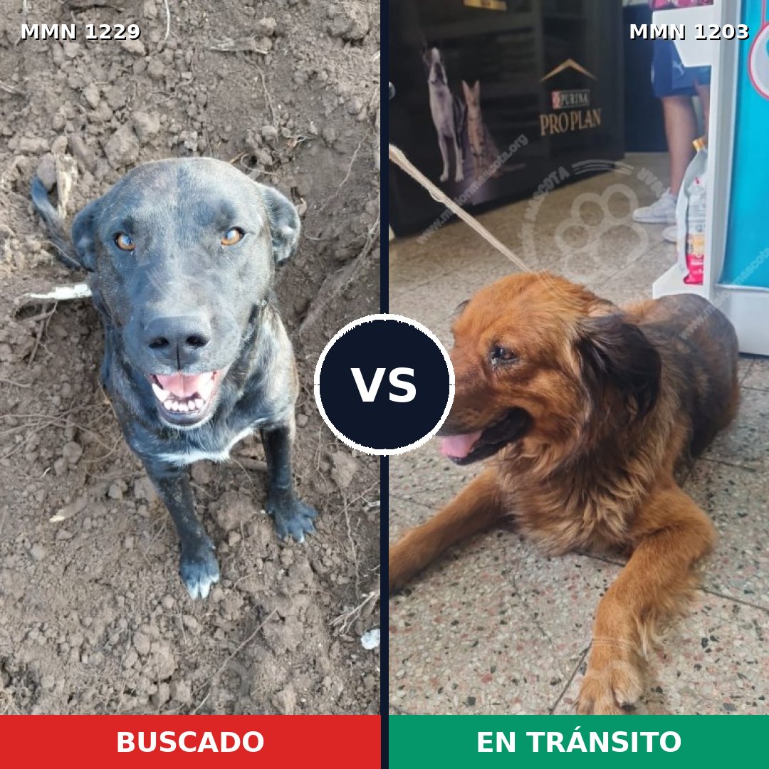 Comparativa MMS 29708: mascota perdida y mascota encontrada, 39% de similitud