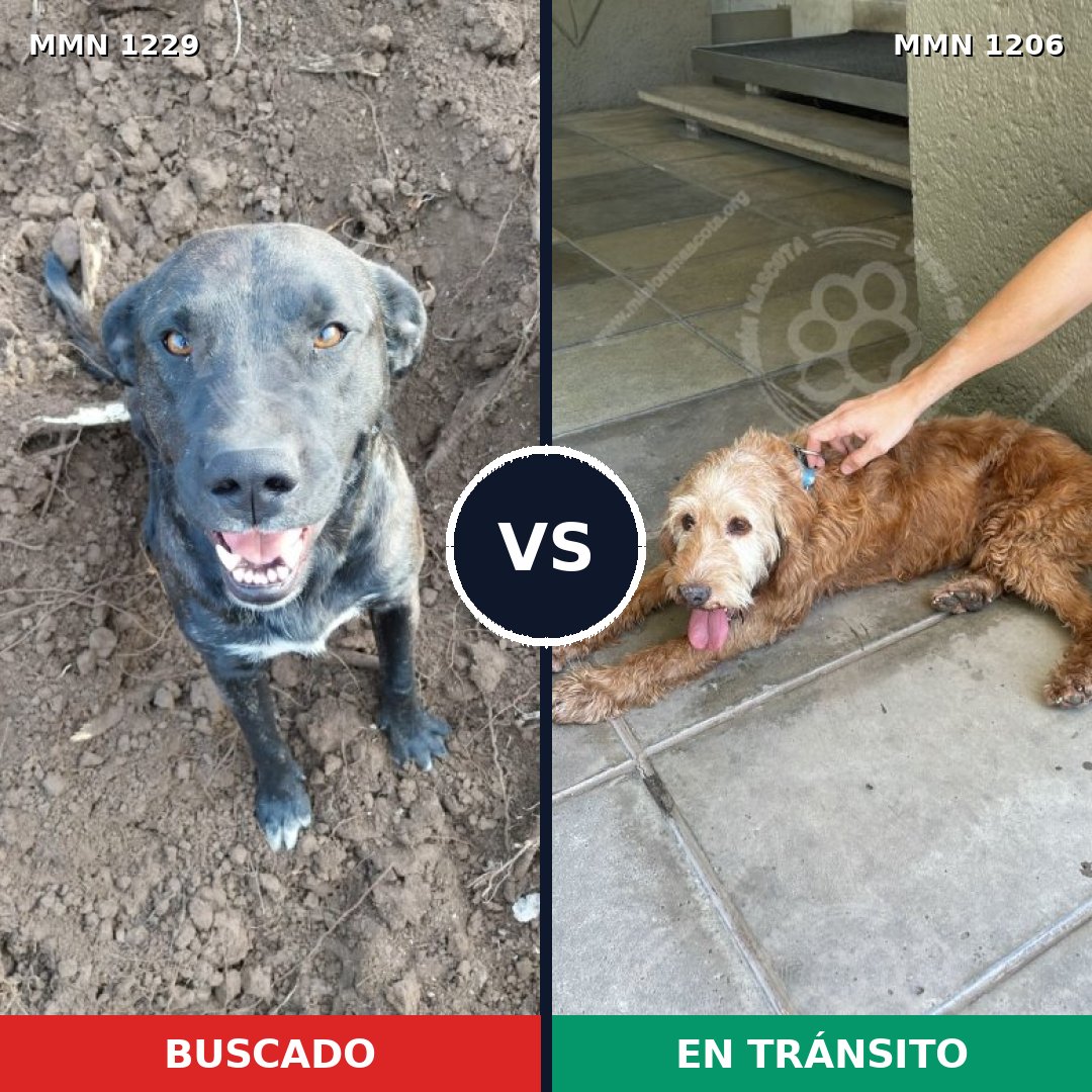 Comparativa MMS 29709: mascota perdida y mascota encontrada, 25% de similitud