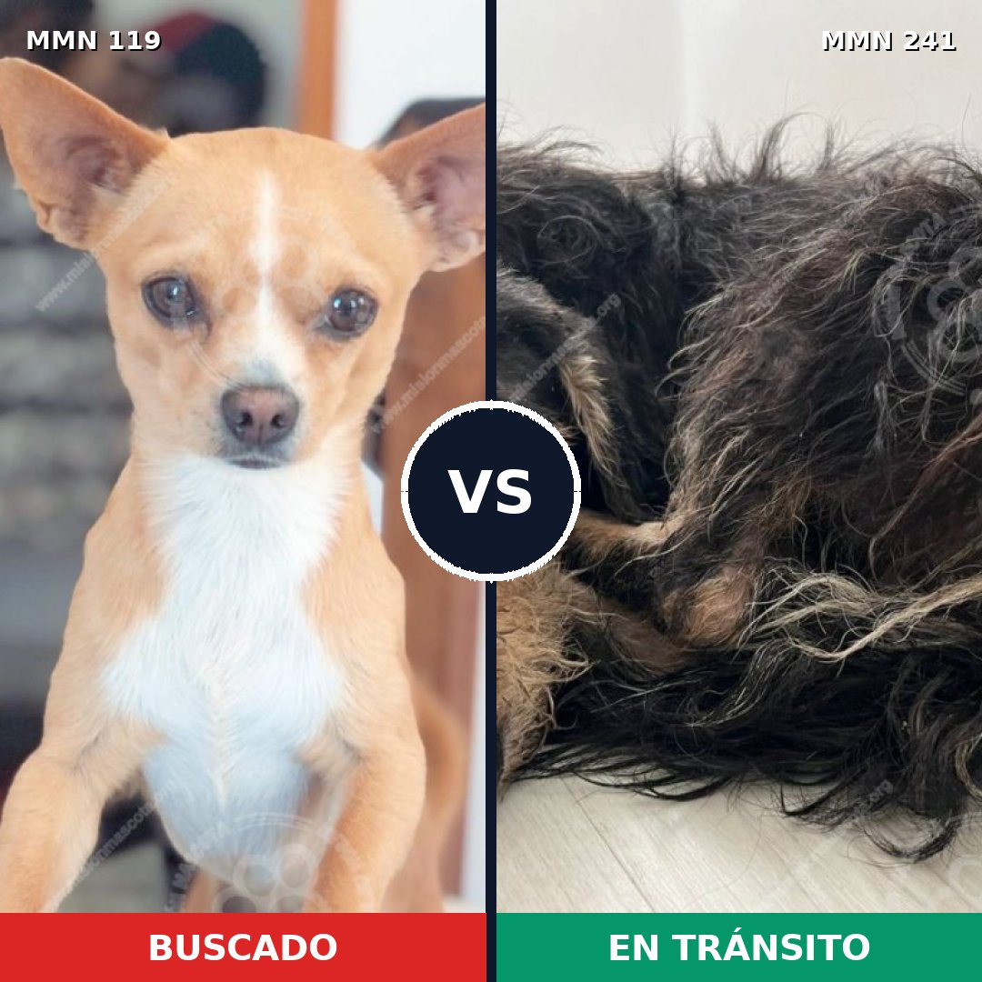 Comparativa MMS 2971: mascota perdida y mascota encontrada, 63% de similitud