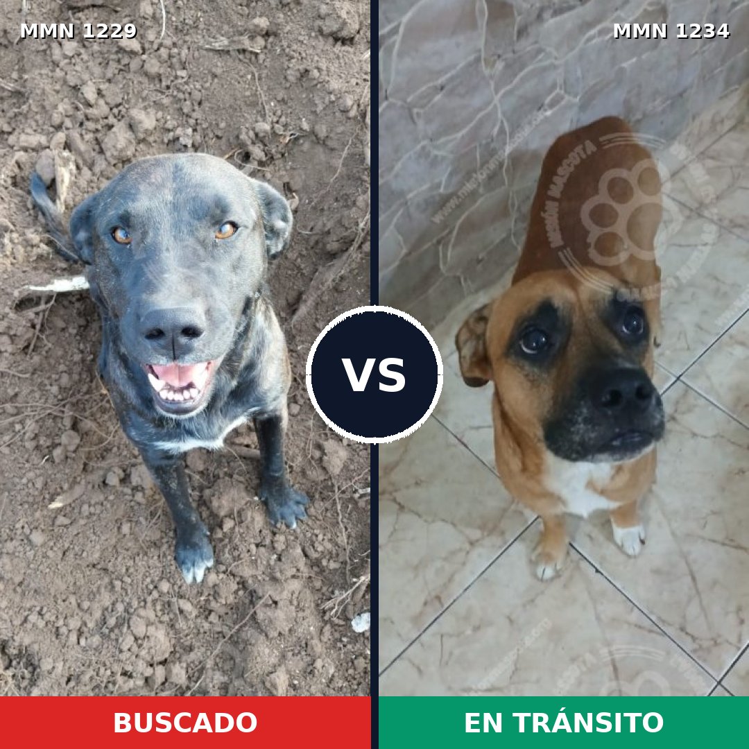 Comparativa MMS 29711: mascota perdida y mascota encontrada, 46% de similitud