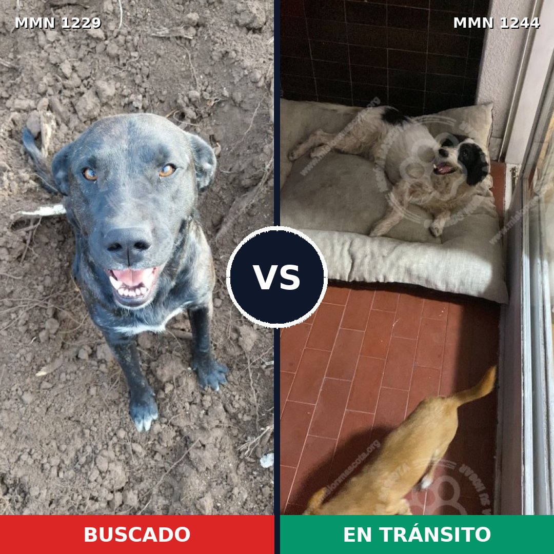 Comparativa MMS 29713: mascota perdida y mascota encontrada, 39% de similitud