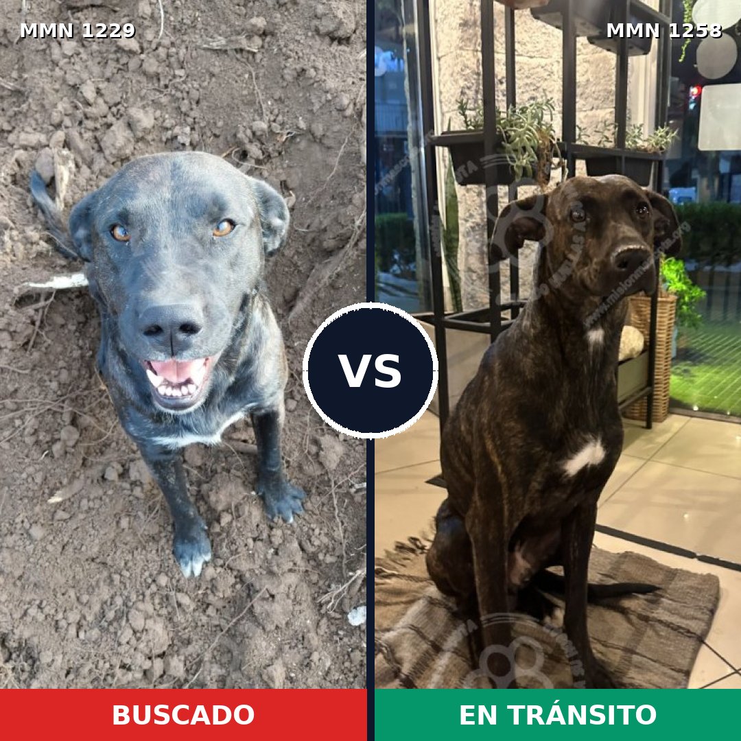 Comparativa MMS 29714: mascota perdida y mascota encontrada, 53% de similitud