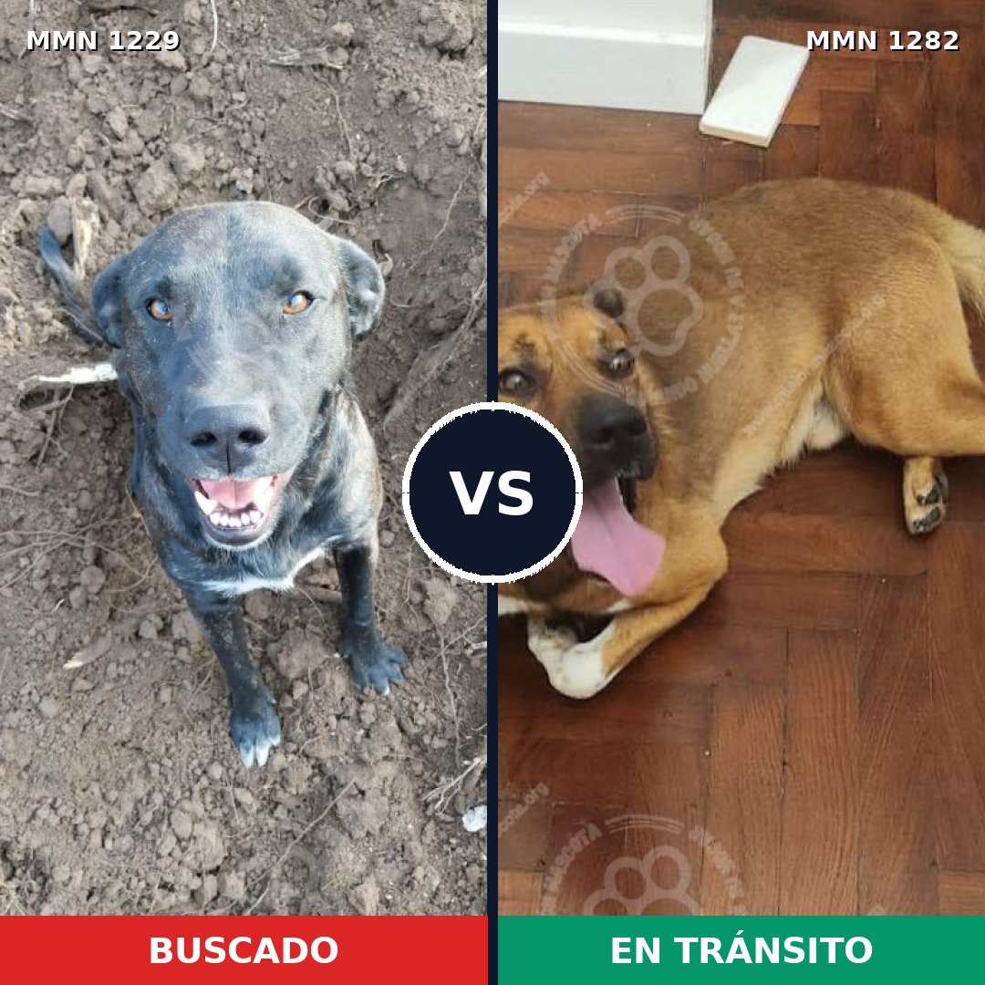 Comparativa MMS 29716: mascota perdida y mascota encontrada, 38% de similitud