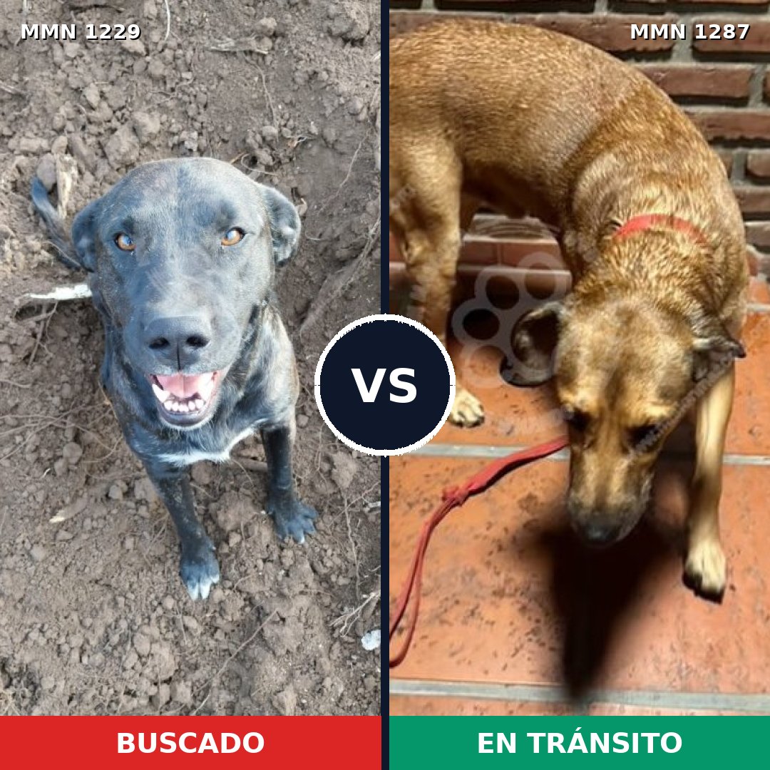 Comparativa MMS 29717: mascota perdida y mascota encontrada, 25% de similitud