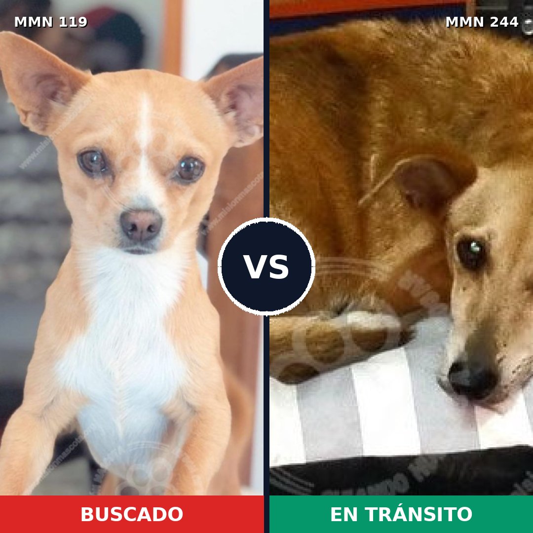Comparativa MMS 2972: mascota perdida y mascota encontrada, 10% de similitud