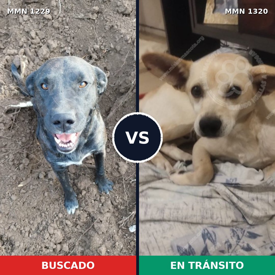Comparativa MMS 29720: mascota perdida y mascota encontrada, 36% de similitud