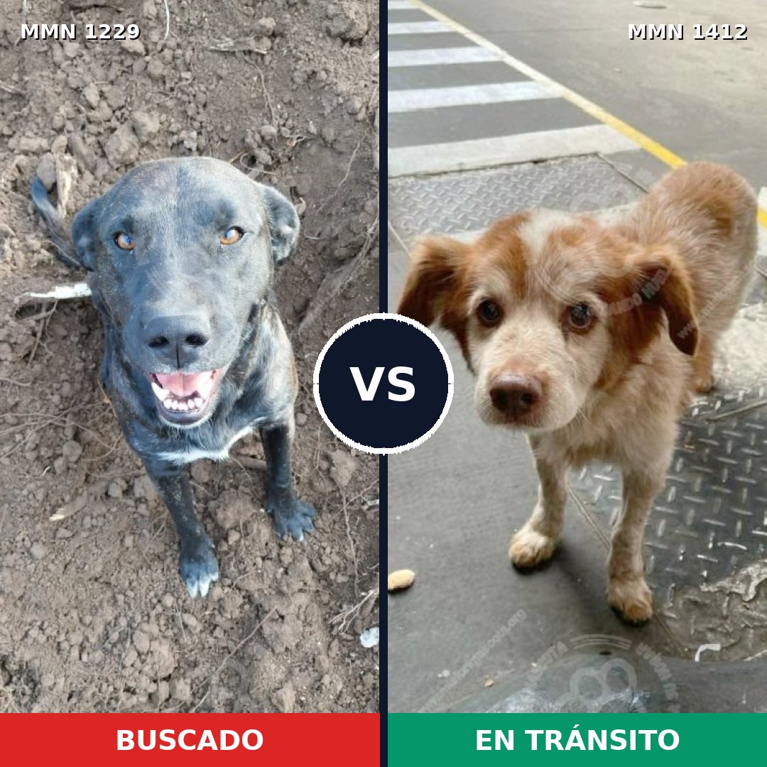 Comparativa MMS 29723: mascota perdida y mascota encontrada, 26% de similitud