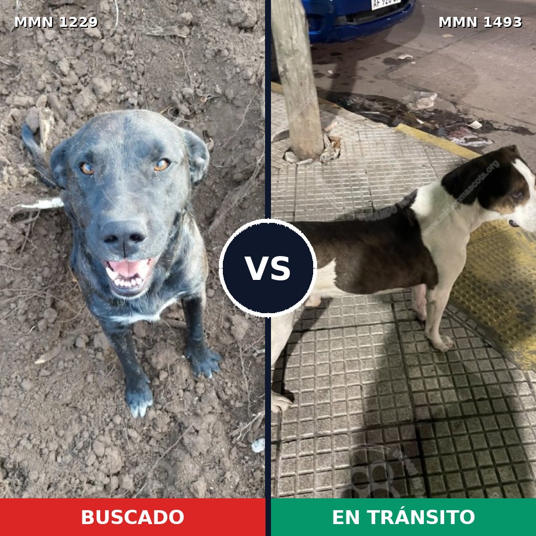 Comparativa MMS 29726: mascota perdida y mascota encontrada, 54% de similitud