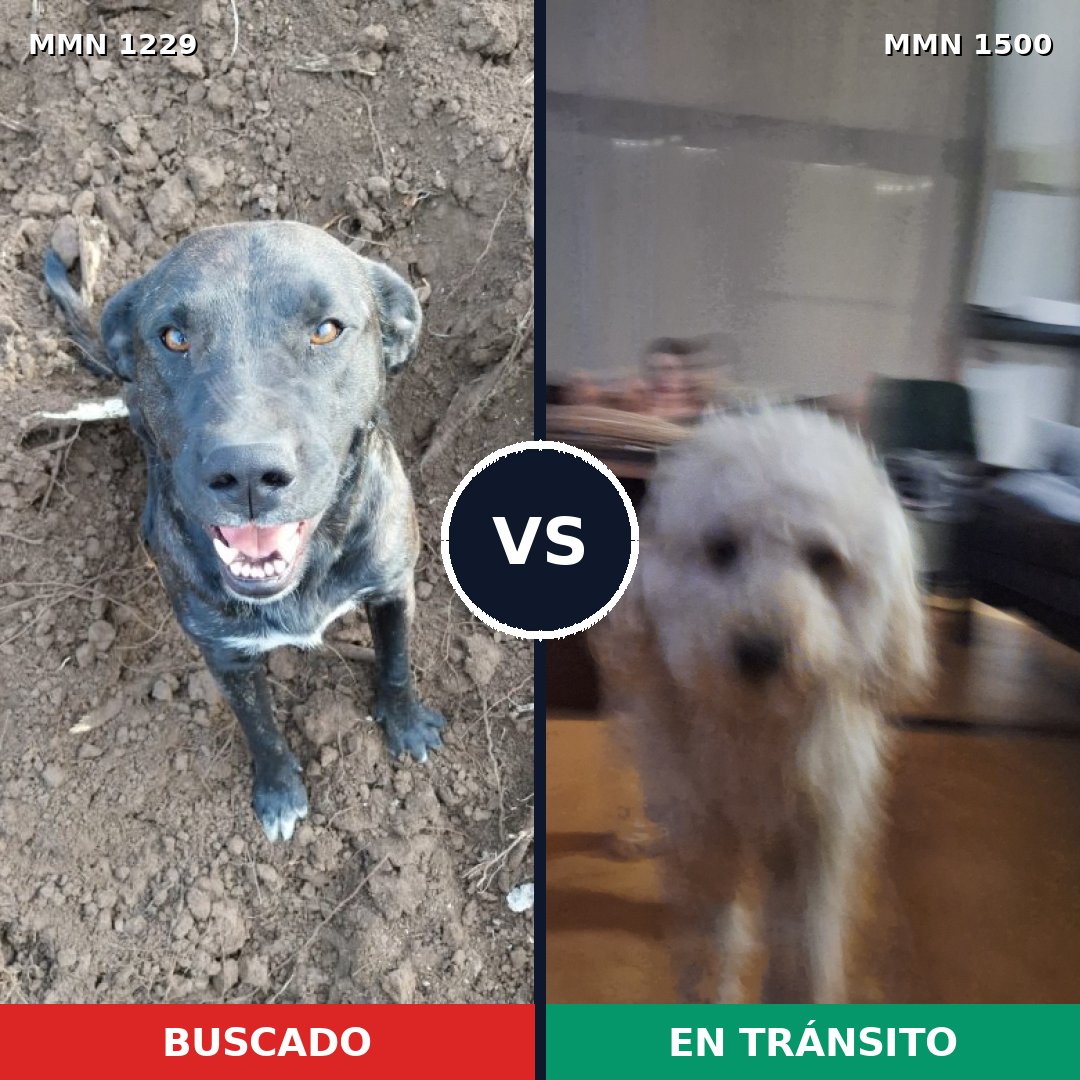 Comparativa MMS 29727: mascota perdida y mascota encontrada, 23% de similitud