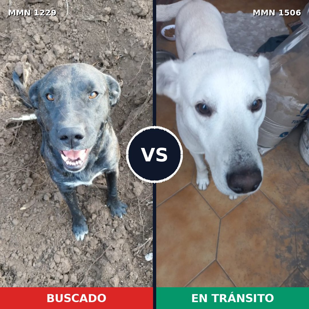 Comparativa MMS 29728: mascota perdida y mascota encontrada, 29% de similitud