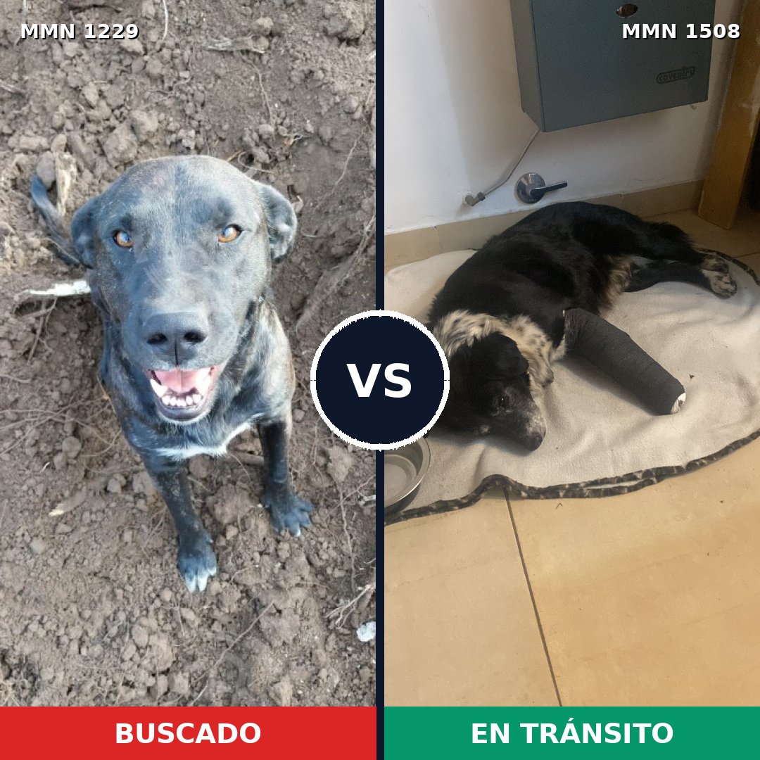 Comparativa MMS 29729: mascota perdida y mascota encontrada, 44% de similitud