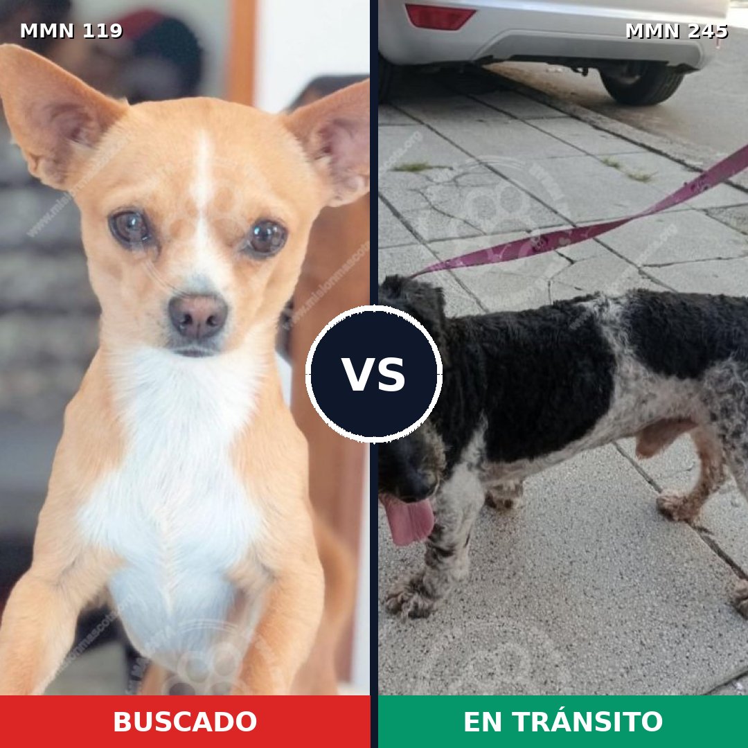 Comparativa MMS 2973: mascota perdida y mascota encontrada, 26% de similitud