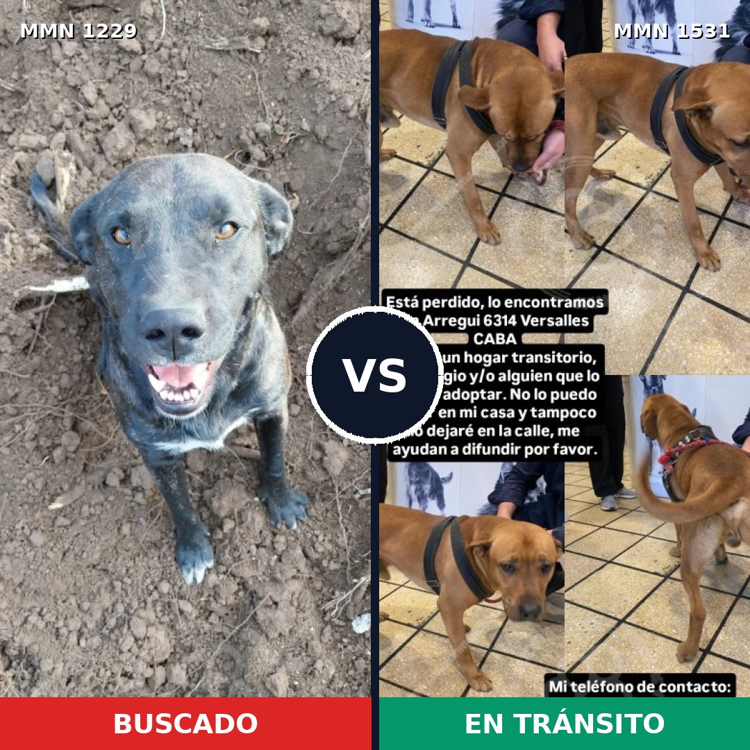 Comparativa MMS 29732: mascota perdida y mascota encontrada, 40% de similitud