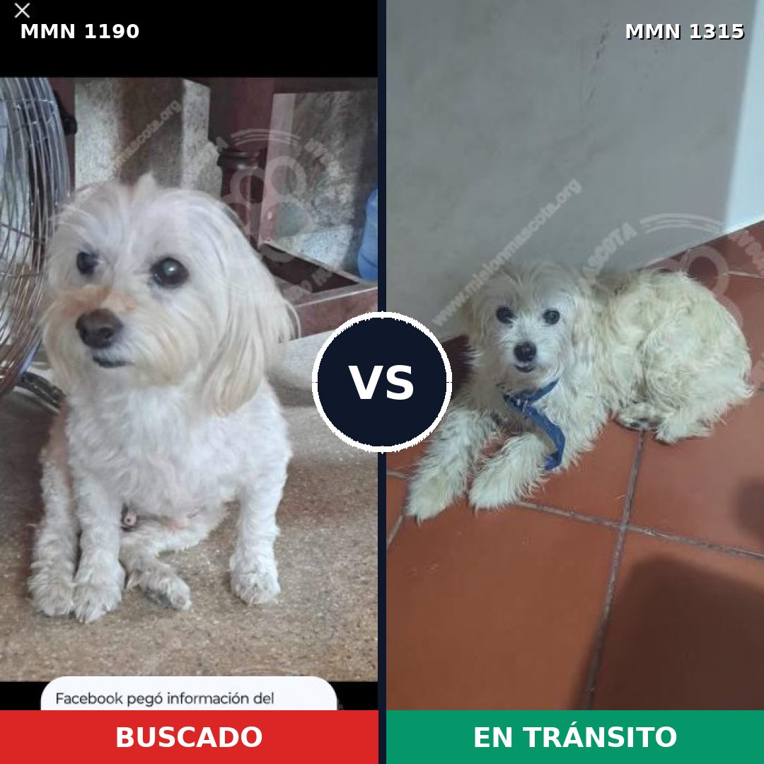 Comparativa MMS 29735: mascota perdida y mascota encontrada, 56% de similitud