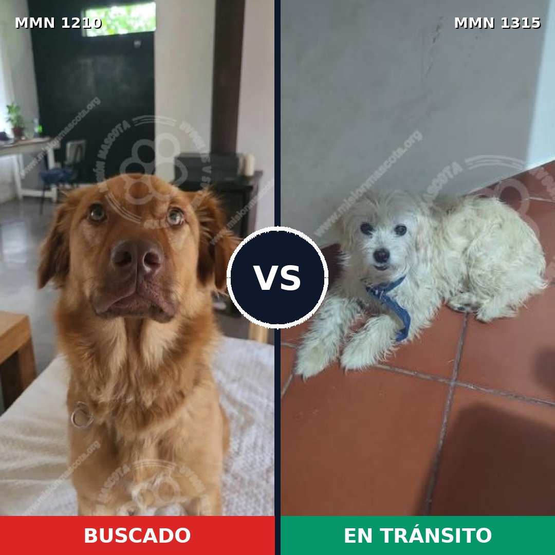 Comparativa MMS 29736: mascota perdida y mascota encontrada, 46% de similitud
