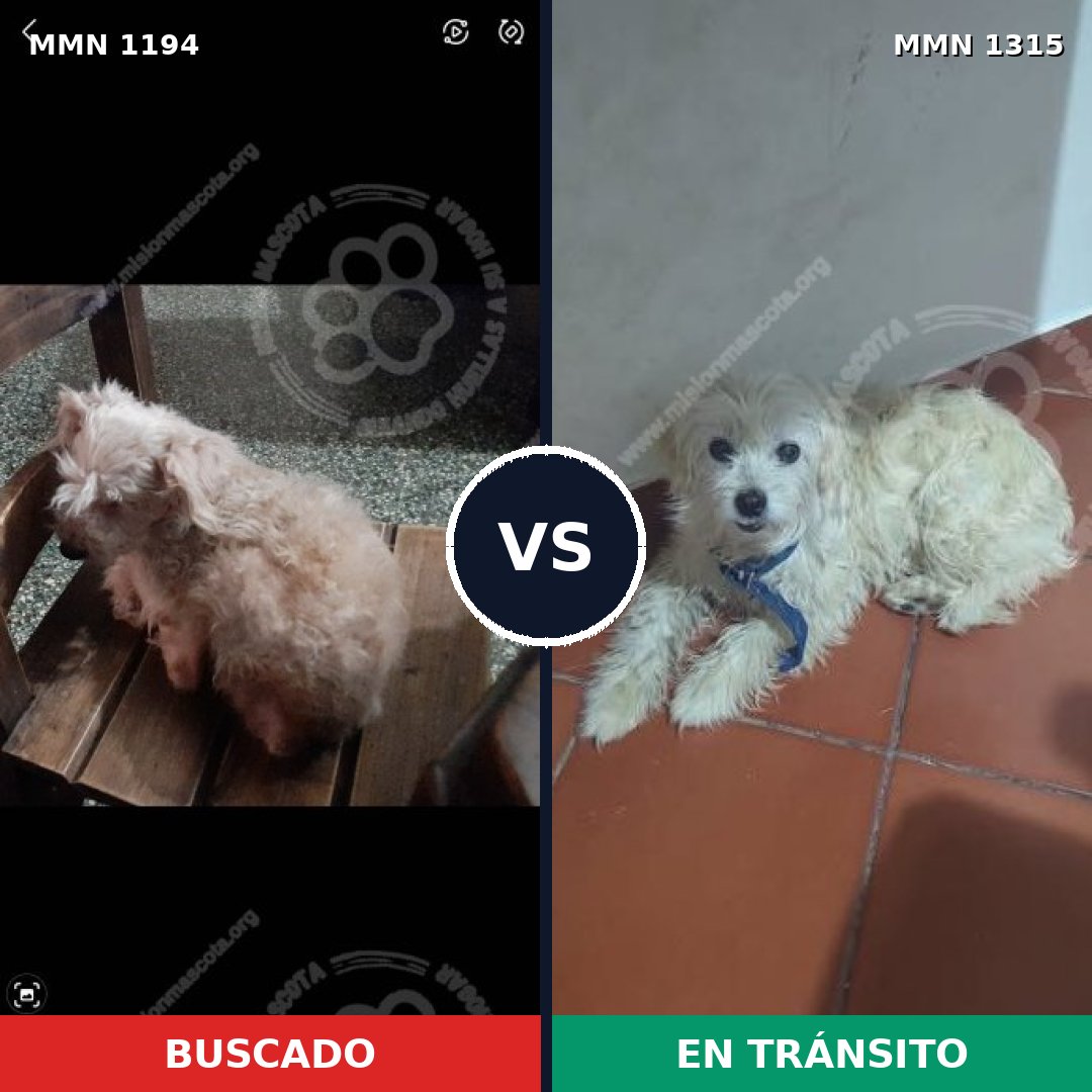 Comparativa MMS 29739: mascota perdida y mascota encontrada, 50% de similitud