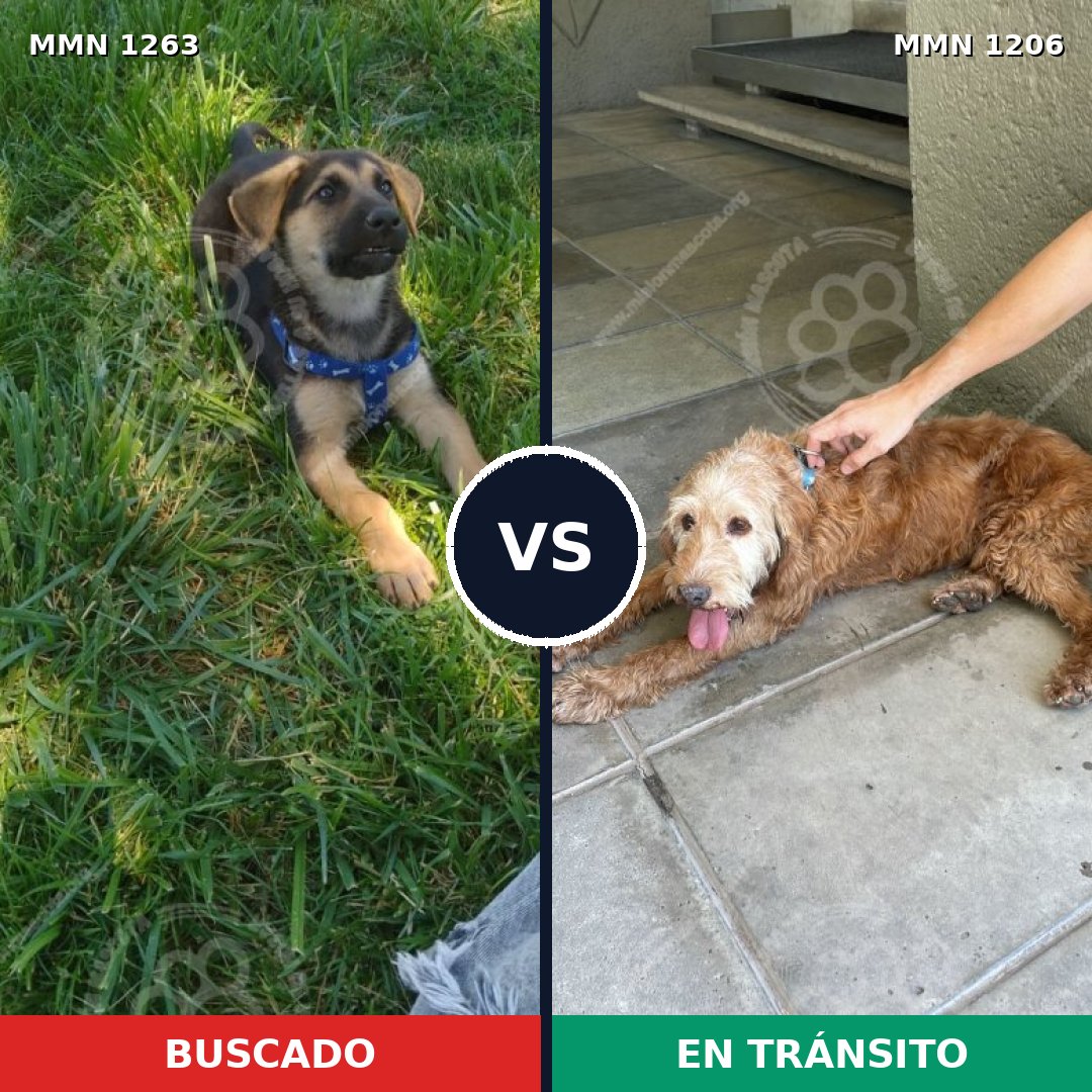 Comparativa MMS 29742: mascota perdida y mascota encontrada, 31% de similitud