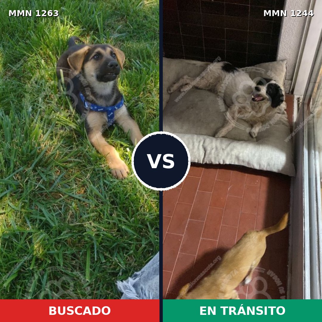 Comparativa MMS 29746: mascota perdida y mascota encontrada, 31% de similitud