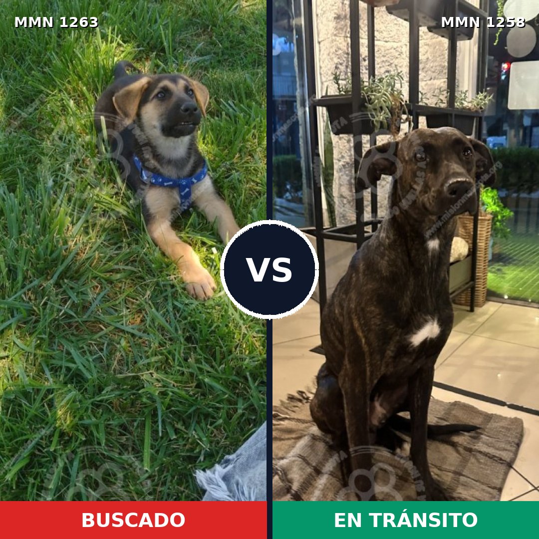 Comparativa MMS 29747: mascota perdida y mascota encontrada, 34% de similitud