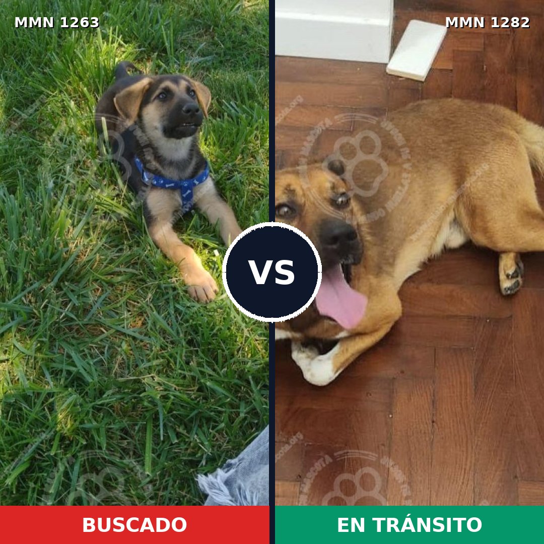 Comparativa MMS 29749: mascota perdida y mascota encontrada, 26% de similitud