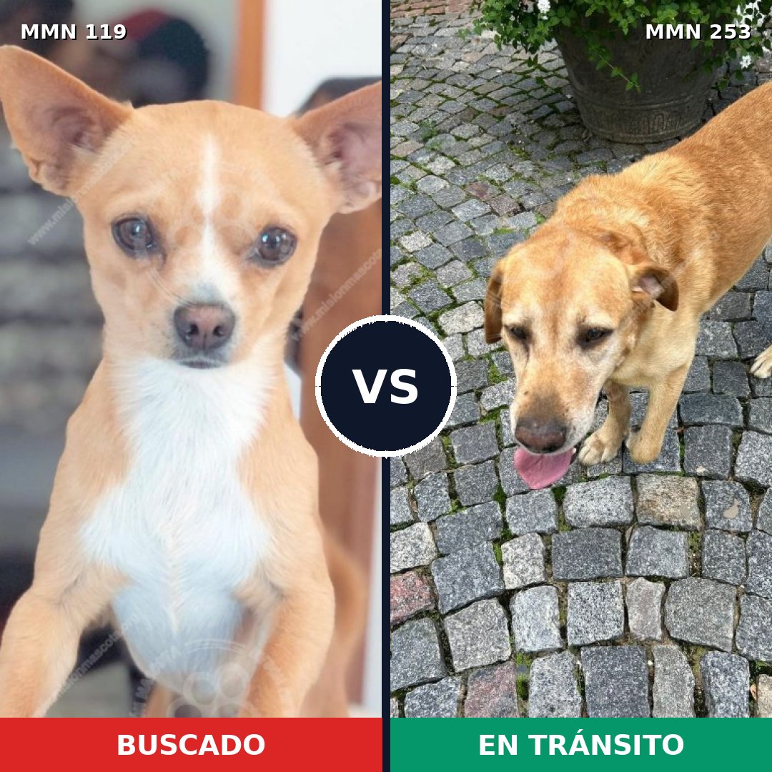 Comparativa MMS 2975: mascota perdida y mascota encontrada, 30% de similitud