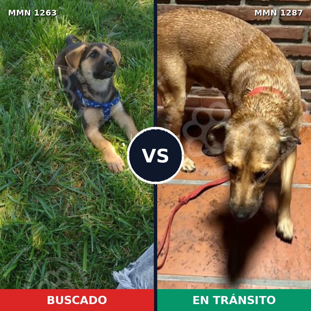 Comparativa MMS 29750: mascota perdida y mascota encontrada, 32% de similitud