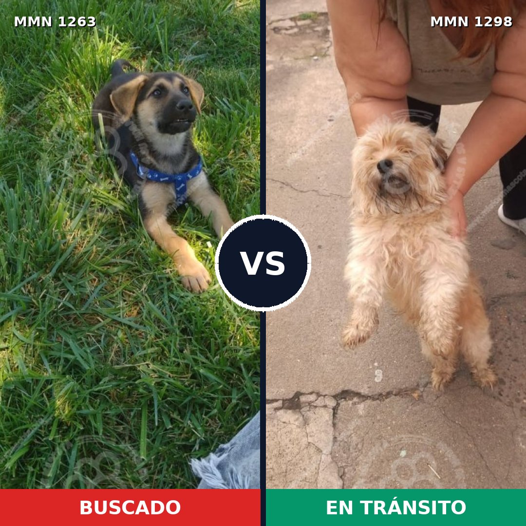 Comparativa MMS 29751: mascota perdida y mascota encontrada, 39% de similitud