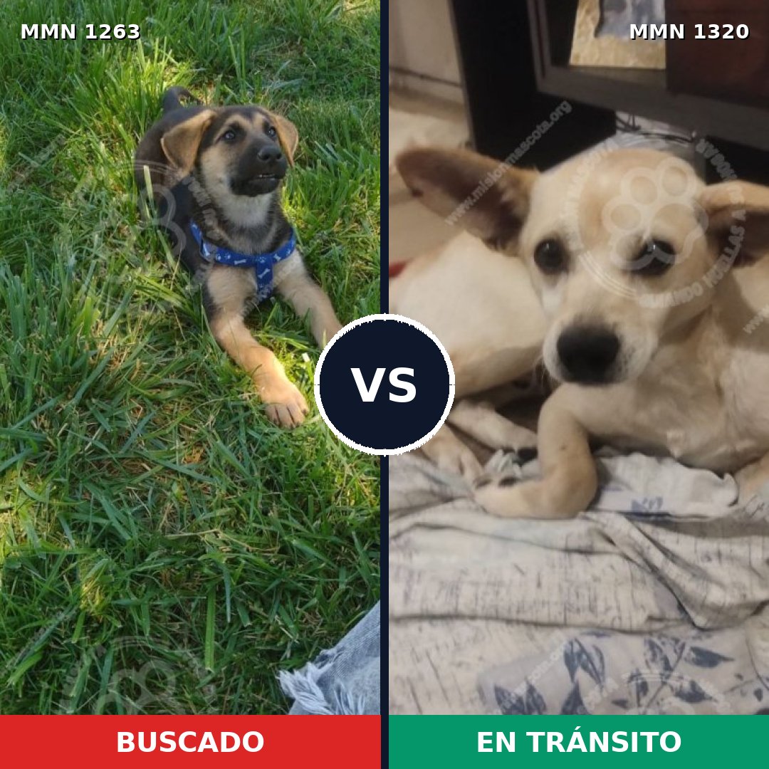 Comparativa MMS 29753: mascota perdida y mascota encontrada, 31% de similitud