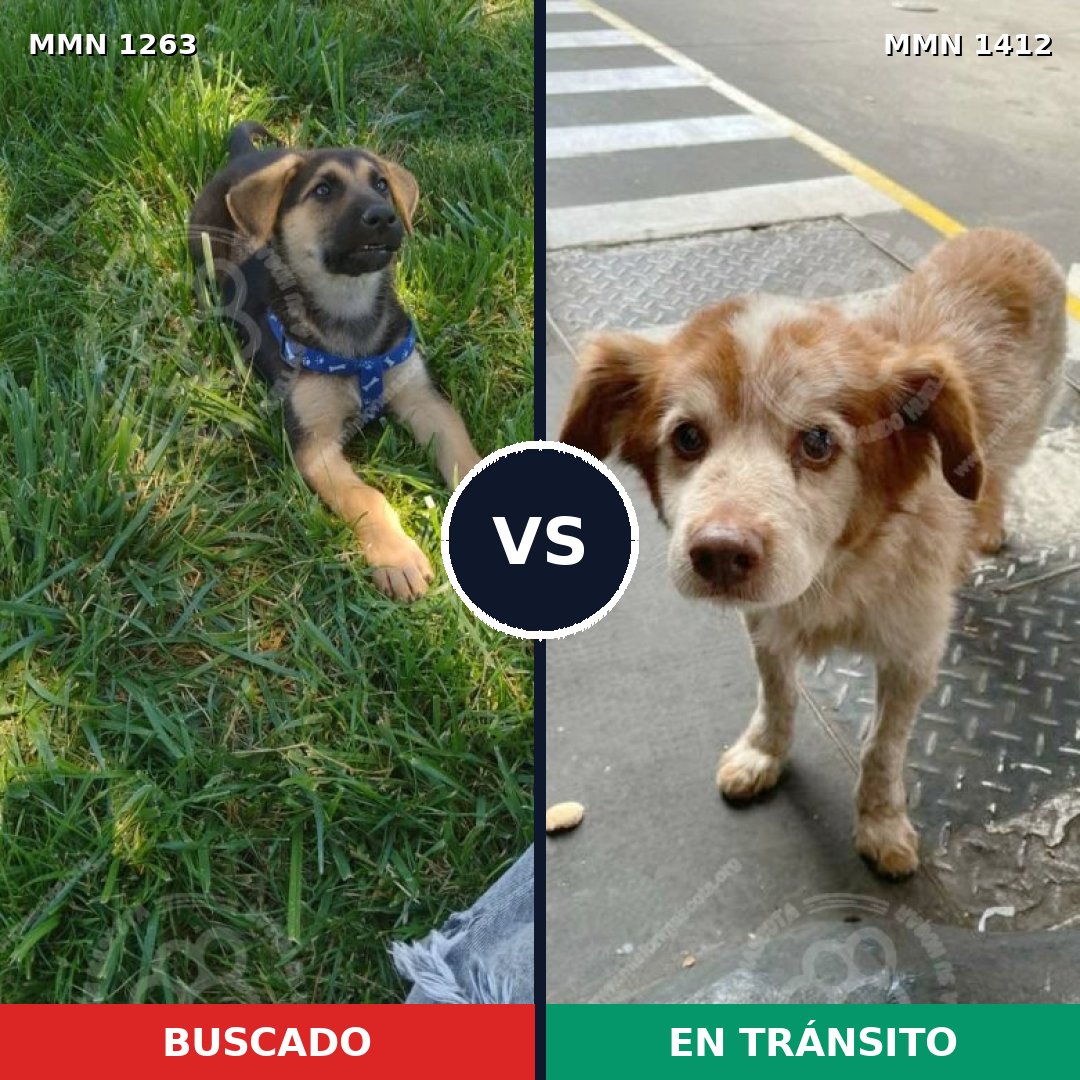 Comparativa MMS 29757: mascota perdida y mascota encontrada, 41% de similitud