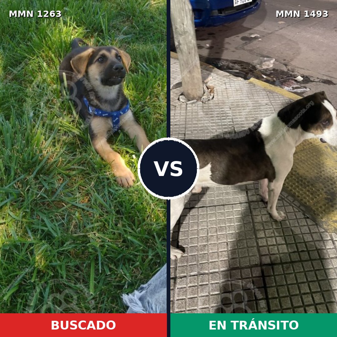 Comparativa MMS 29760: mascota perdida y mascota encontrada, 16% de similitud