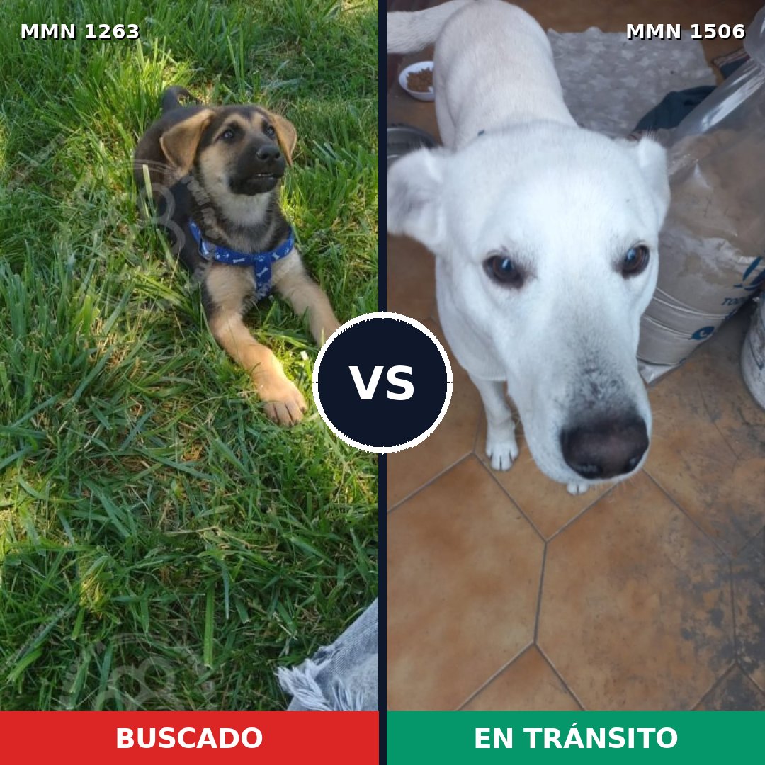 Comparativa MMS 29762: mascota perdida y mascota encontrada, 42% de similitud