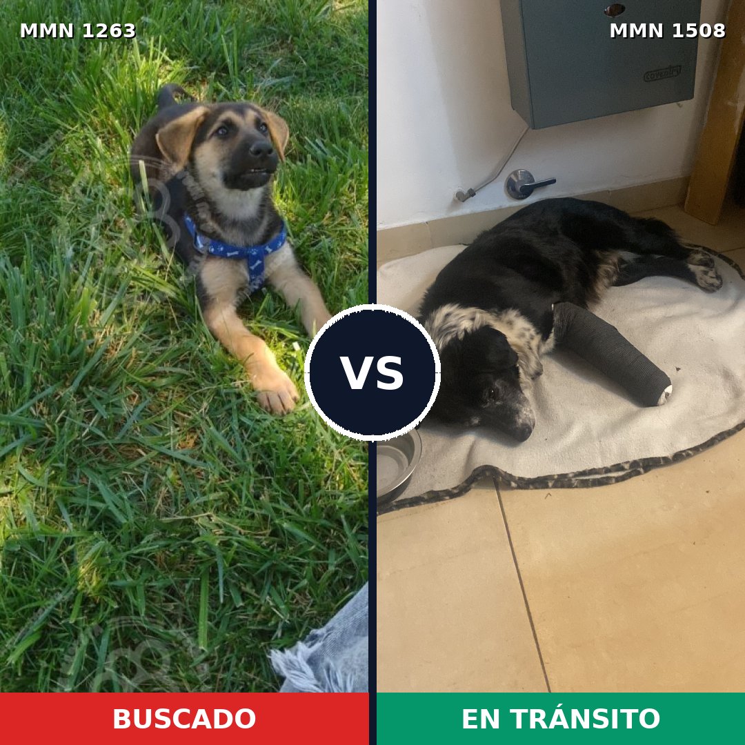 Comparativa MMS 29763: mascota perdida y mascota encontrada, 35% de similitud